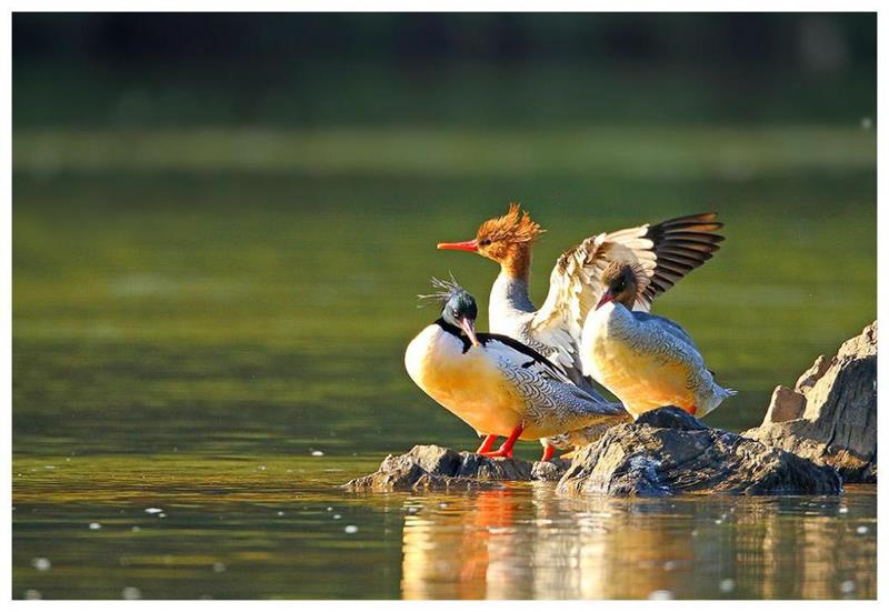 de6cb119b32d4fd584d51bc5cb135454.jpeg de6cb119b32d4fd584d51bc5cb135454.jpeg