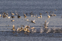 西洞庭湖小天鹅 