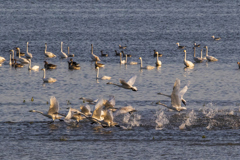 西洞庭湖小天鹅 